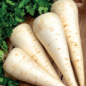 Petržlen koreňový KONIKA