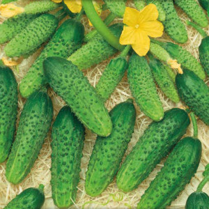 Uhorka poľná NADUSHA F1