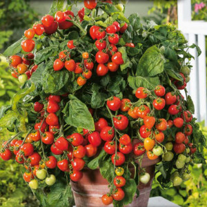 Kríčková paradajka VILMA