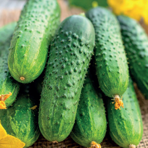 Uhorka poľná DALILA F1