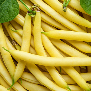 Zakrslá fazuľa šparágová BERGGOLD