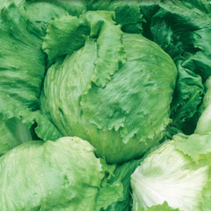 Ľadový šalát TRAPER