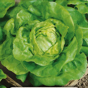 Šalát hlávkový maslový LENTO