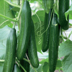 Uhorka skleníková SALADIN F1