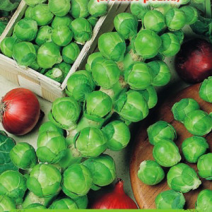 Ružičková kapusta CASIOPEA