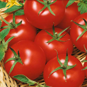 Paradajka poľná HARZFEUER F1