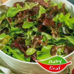 Čerstvé lístky RODINNÁ ZMES