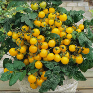 Paradajka koktejlová AZTEK