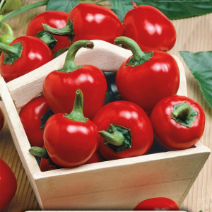 Pálivá paprika KORÁL