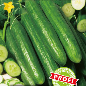 Uhorka skleníková MARTA F1