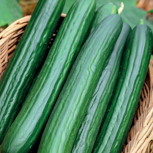 Uhorka poľná GERGANA