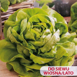 Šalát hlávkový maslový PANTER