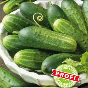 Uhorka poľná ORFEUS F1