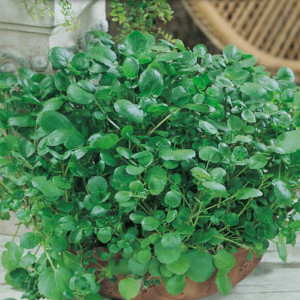 Potočnica lekárska trváca