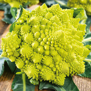 Karfiol ROMANESCO NATALINO