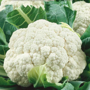 Karfiol EARLY SNOWBALL X