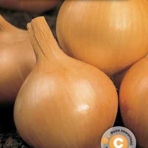 Cibuľa prezimujúca AUGUSTA