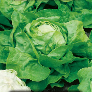 Maslový šalát prezimujúci HUMIL