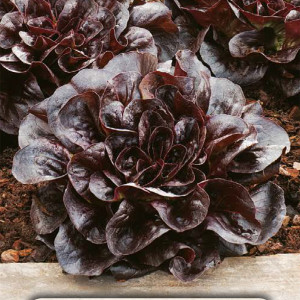 Šalát hlávkový maslový SAHIM