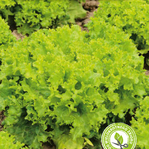 Šalát listový REKORD