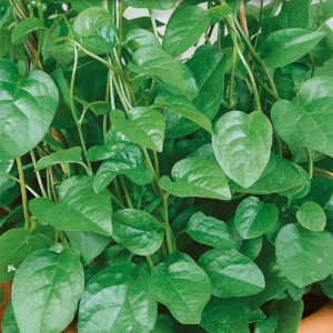 Špenát popínavý MALABARSKI