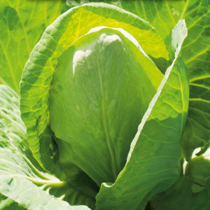 Hlávková kapusta biela EXPRESS
