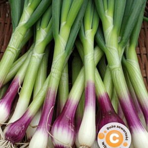 Cibuľa sedemročná RED TOGA