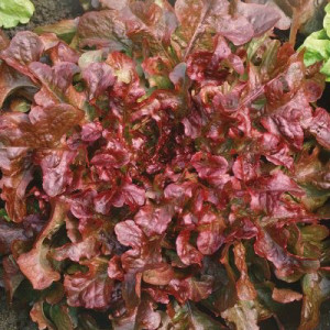 Šalát listový dubolistý RED SALAD BOWL