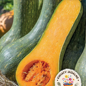 Tekvica muškátová LUNGA DI NAPOLI