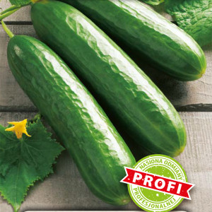 Uhorka skleníková MELANY F1