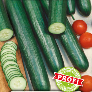 Uhorka skleníková SANTOS F1