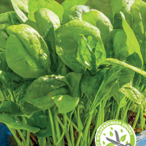 Novozélandský špenát