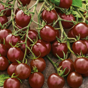 Paradajka koktejlová BLACK CHERRY