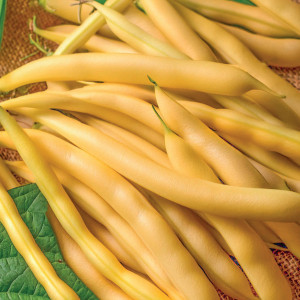 Zakrslá fazuľa šparágová GOLDTIME