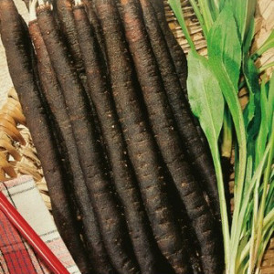 Hadomor španielsky WĘŻYMORD