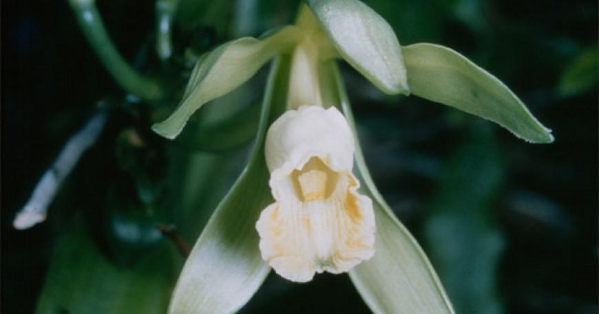 Vanilka pravá: pestovanie vanilkovej orchidey v domácich podmienkach