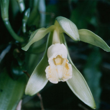 Vanilka pravá: pestovanie vanilkovej orchidey v domácich podmienkach