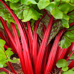 Mangold RHUBARB CHARD
