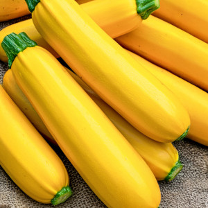 Cuketa GOLDENA