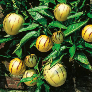 Pepino