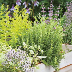 Zmes byliniek Aromatická kuchyňa - semená na pestovanie