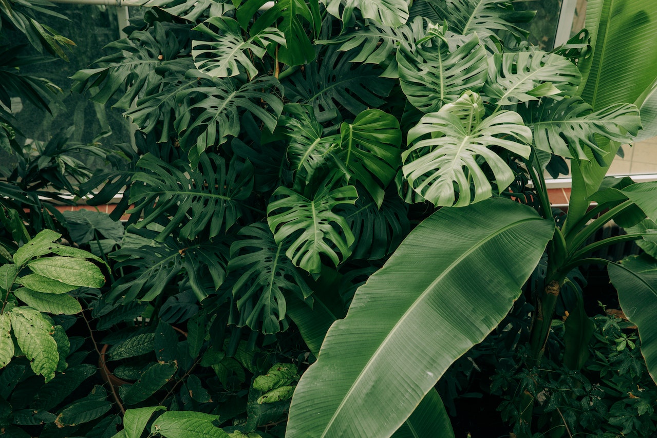 Najbežnejšie pestované tropické rastliny v domácnosti: Domáce zázraky prírody
